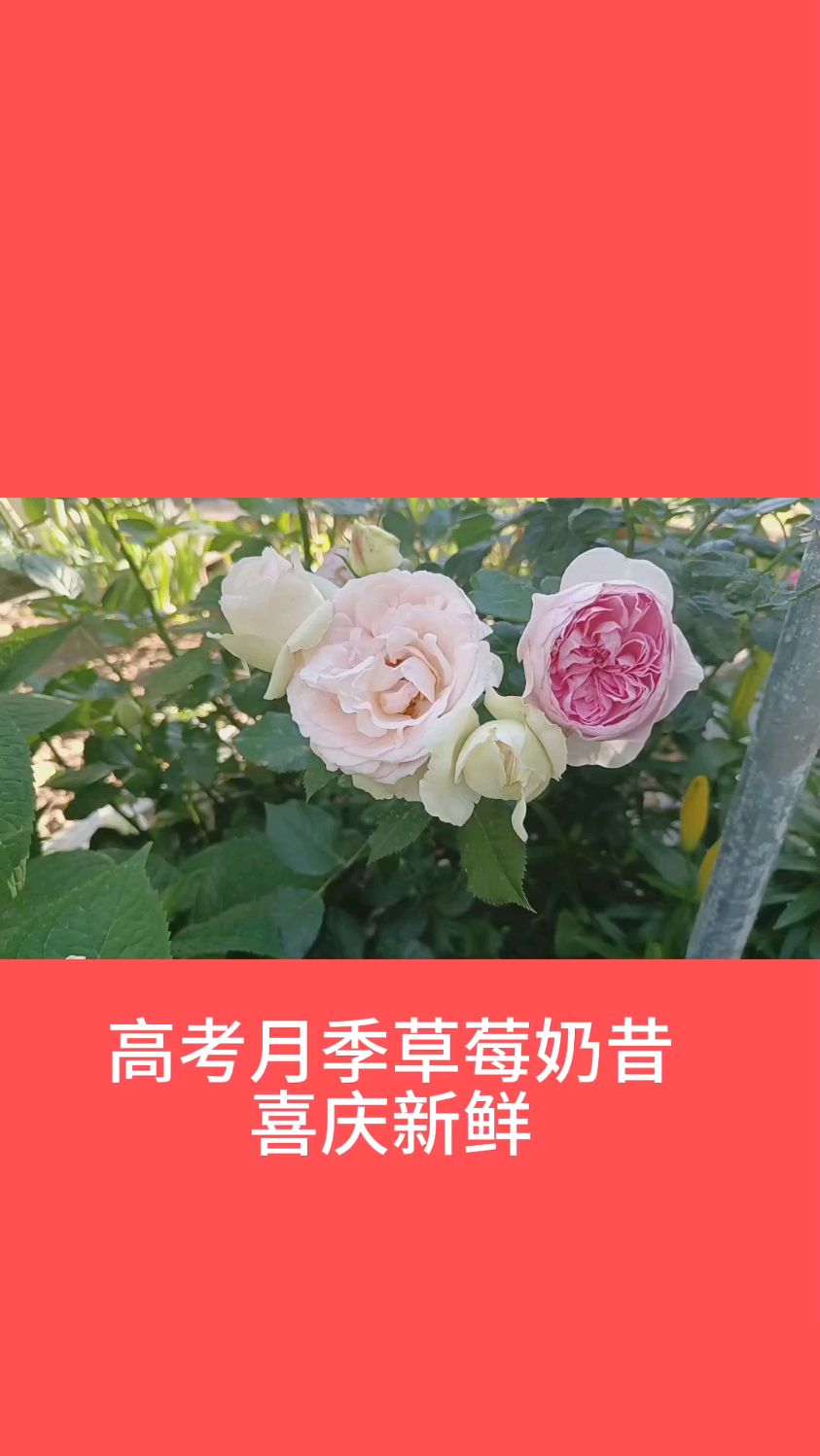 高考,月季草莓奶昔喜欢新鲜