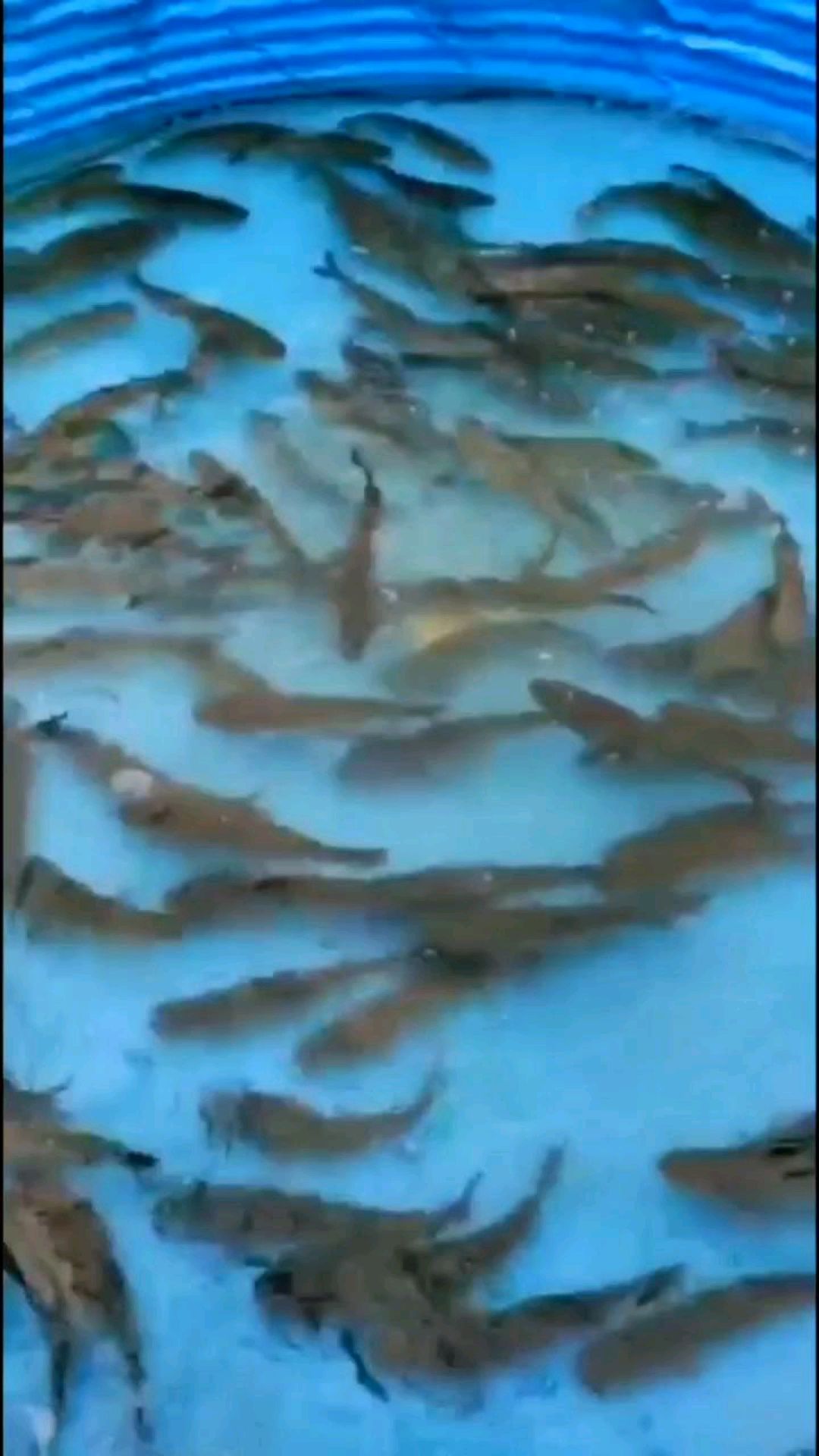广西贵港瘦身鱼基地试产,打造高品质泉水瘦身鱼