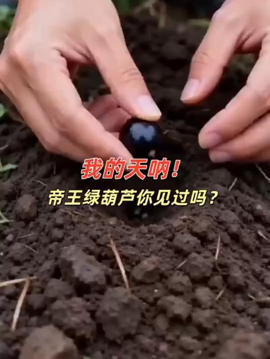 新品种翡翠葫芦种籽 迷你八宝小葫芦 居家观赏种植