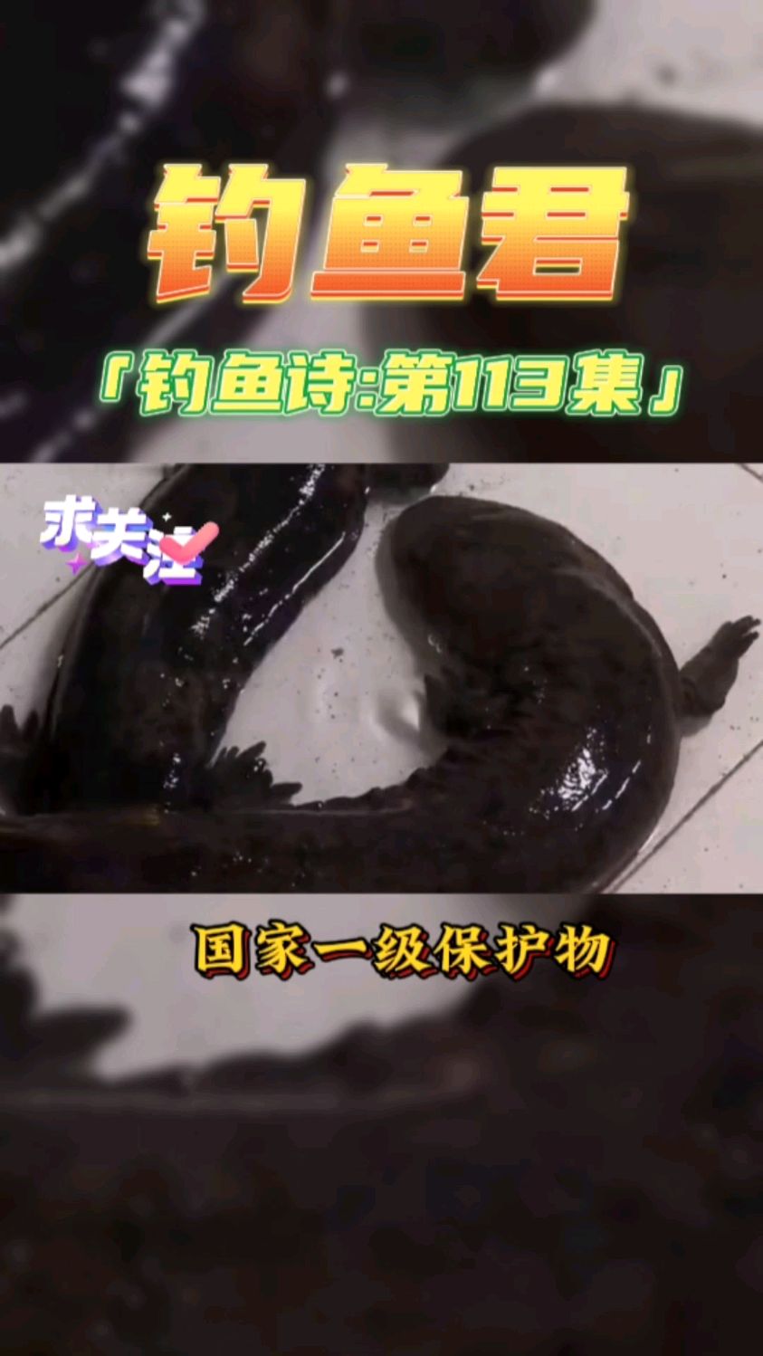 钓鱼君之钓鱼口诀:第113集(钓娃娃鱼)鱼类百科,钓过此鱼吗?