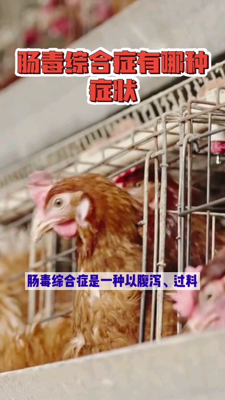 肠毒综合征有哪些症状