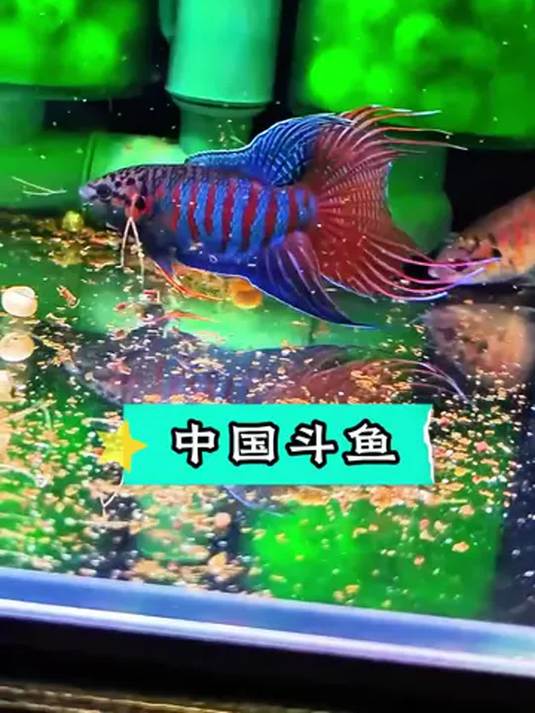 中国斗鱼堪称观赏鱼骄傲 丢缸即活 你养过吗?