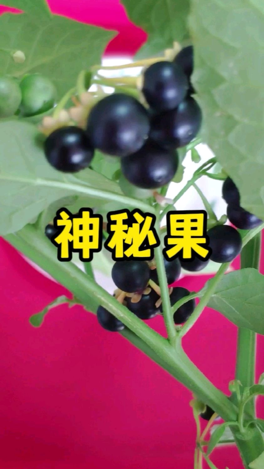 #百草 #龙葵 有小毒,生果枝叶不可生吃。有活血消肿解热镇痛功效。 #中草药