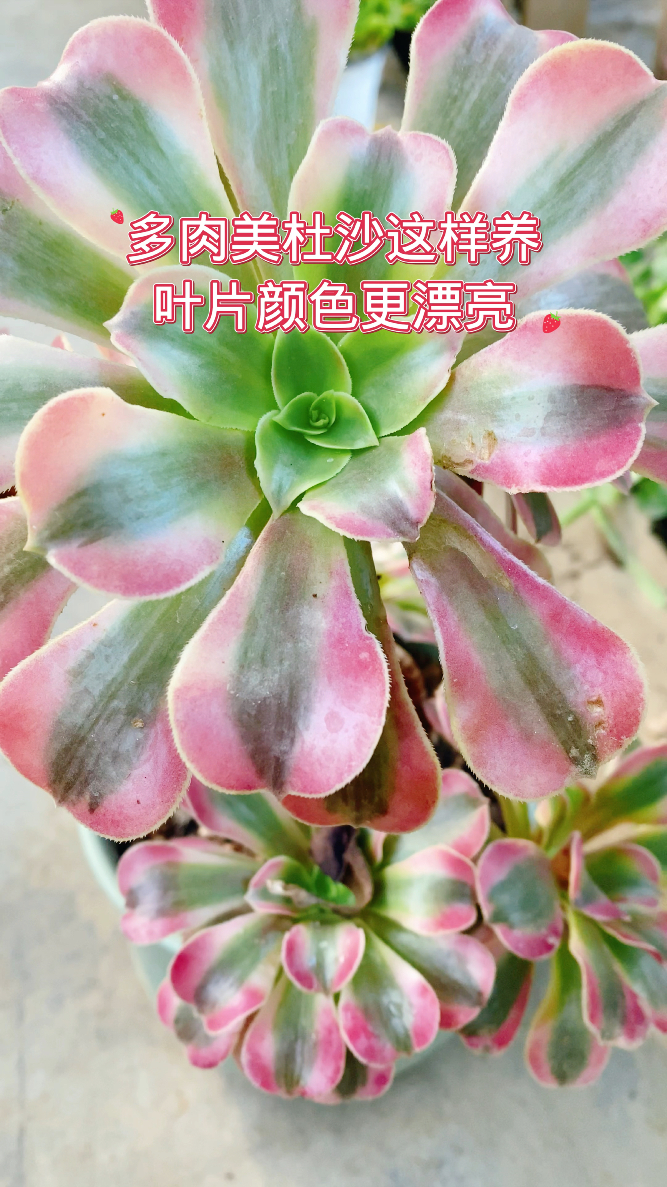 多肉美杜莎这样养护,叶片更漂亮