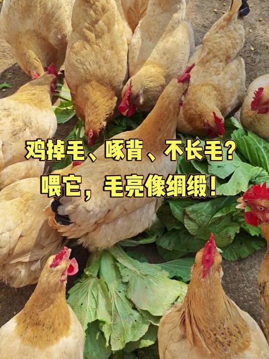 鸡掉毛，啄背，不长毛，喂它，毛亮的像绸缎#养鸡##养鸡技术分享##三农#