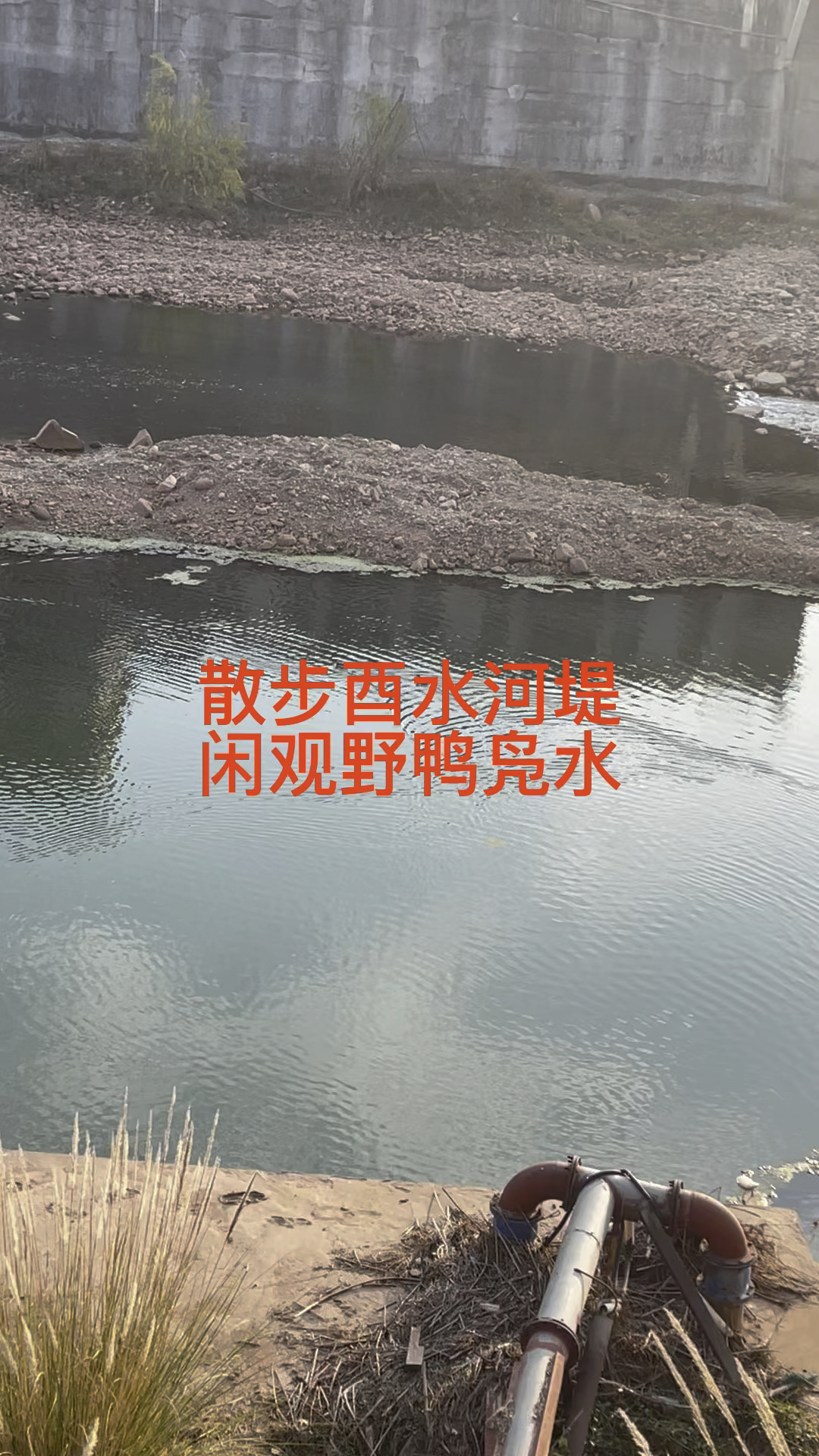 健步酉水河堤,闲观野鸭凫水