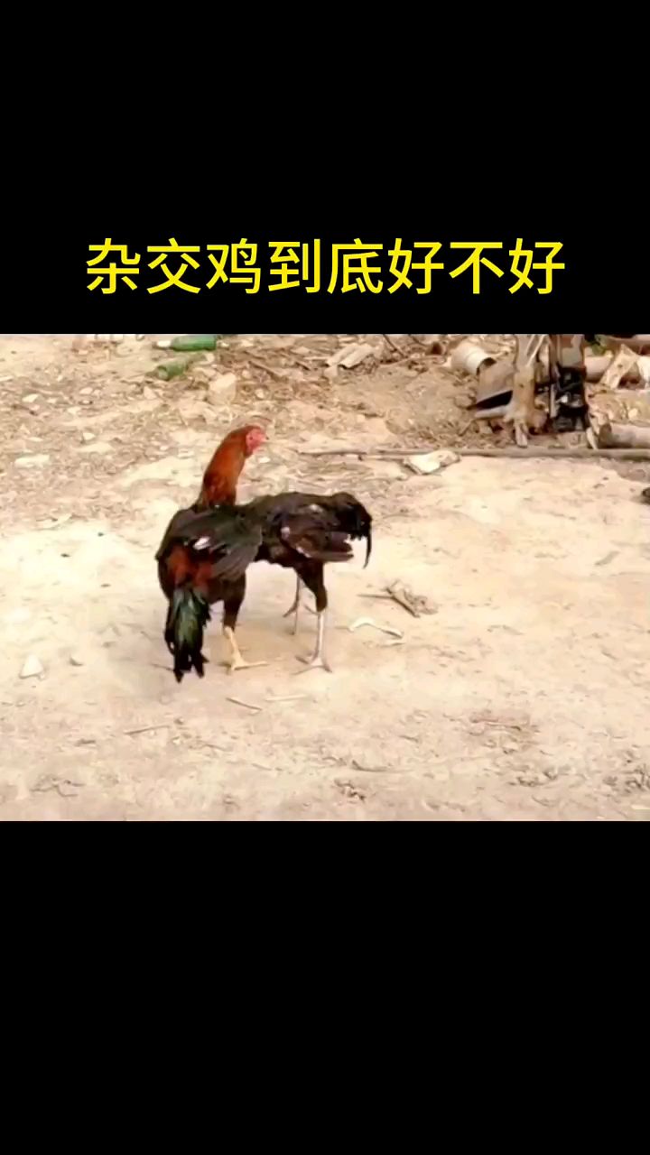 杂交鸡到底好不好