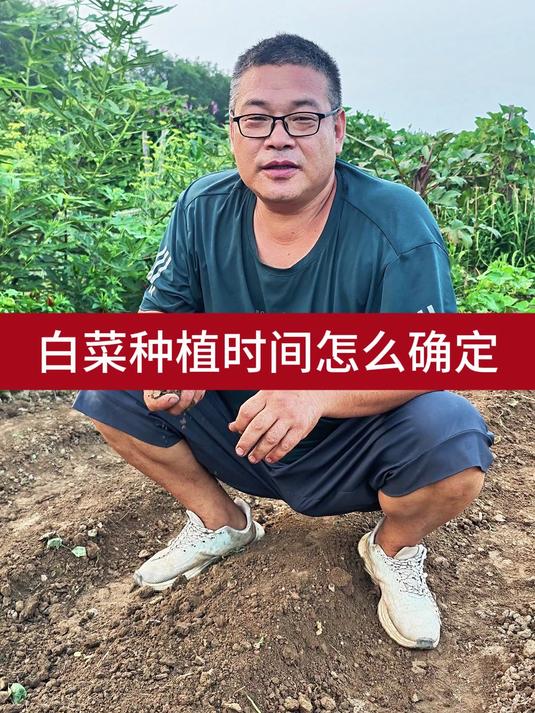 白菜种植时间怎么确定3