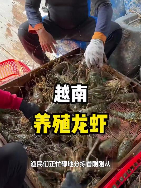 揭秘深海龙虾养殖与捕捞，渔民的辛苦与丰收！