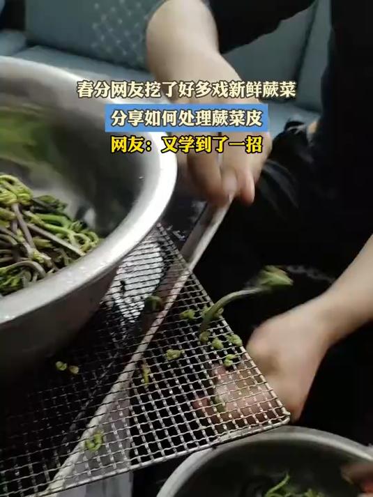 春分网友挖了好多戏新鲜蕨菜,分享如何处理蕨菜皮#花满春城我代言#