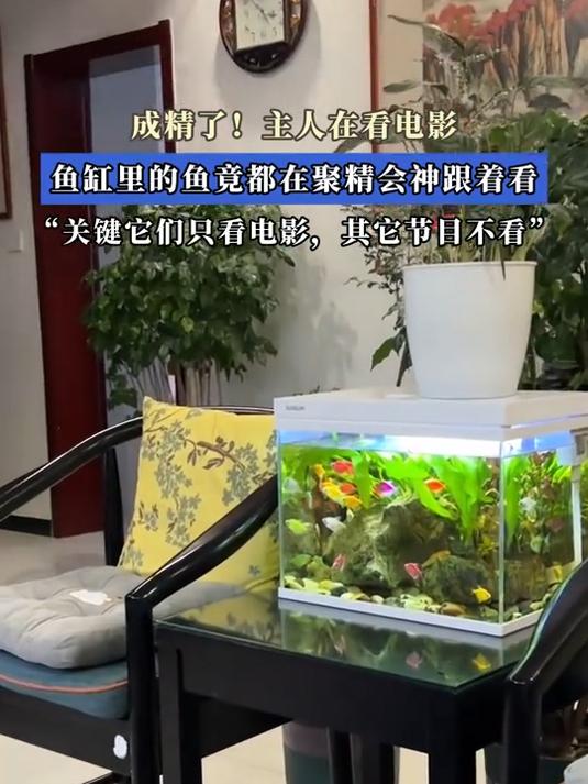 成精了!主人在看电影,鱼缸里的鱼竟都在聚精会神跟着看