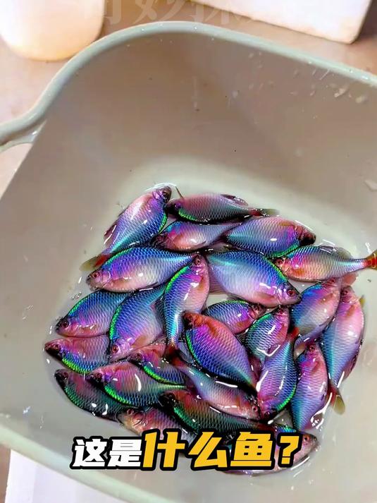 15种常见鱼你认识吗