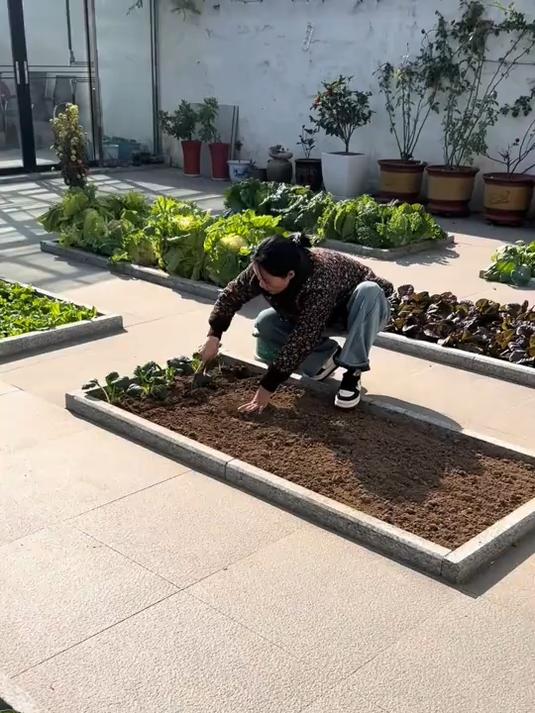农村庭院里这样做菜园,院子里种菜,还能保持干净整洁