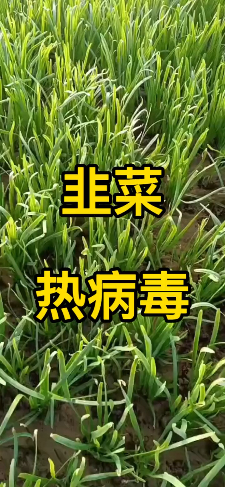 什么是韭菜热病毒