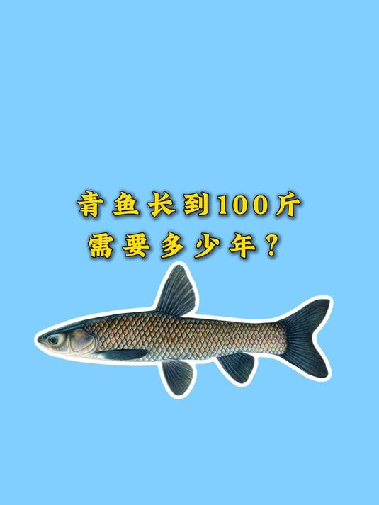野生的青鱼能长到多大?长到100斤需要多长时间?
