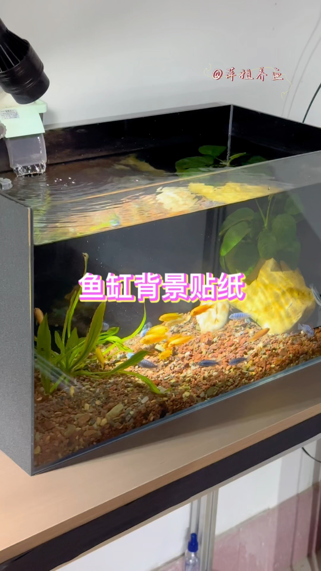 鱼缸贴黑色背景贴纸,可以模拟野外水底的场景,让鱼更好的发色更有安全感#水族