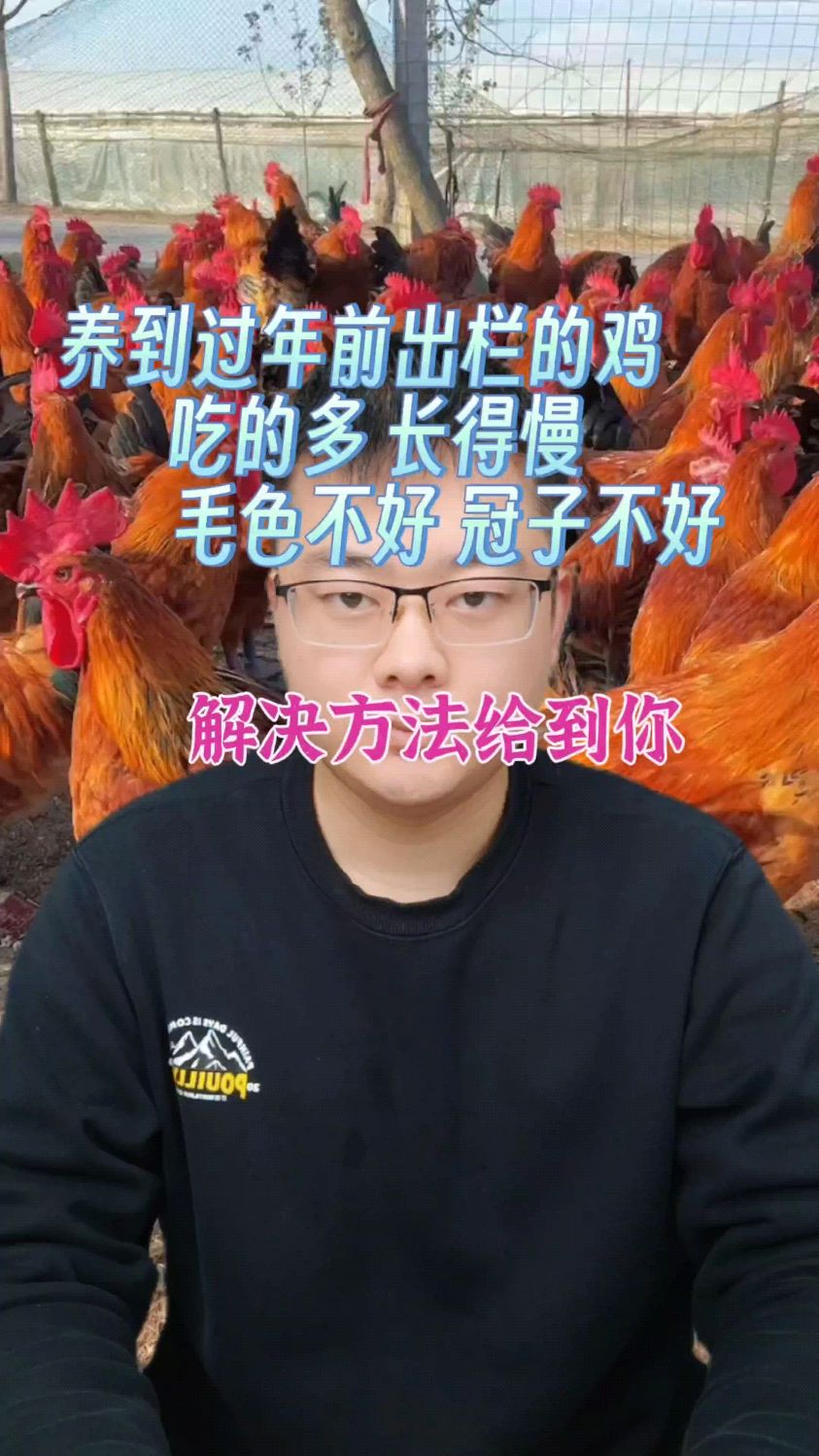 鸡群毛色不好 鸡毛色不好喂什么 鸡冠长不大不红怎么办 鸡毛色不好是什么原因