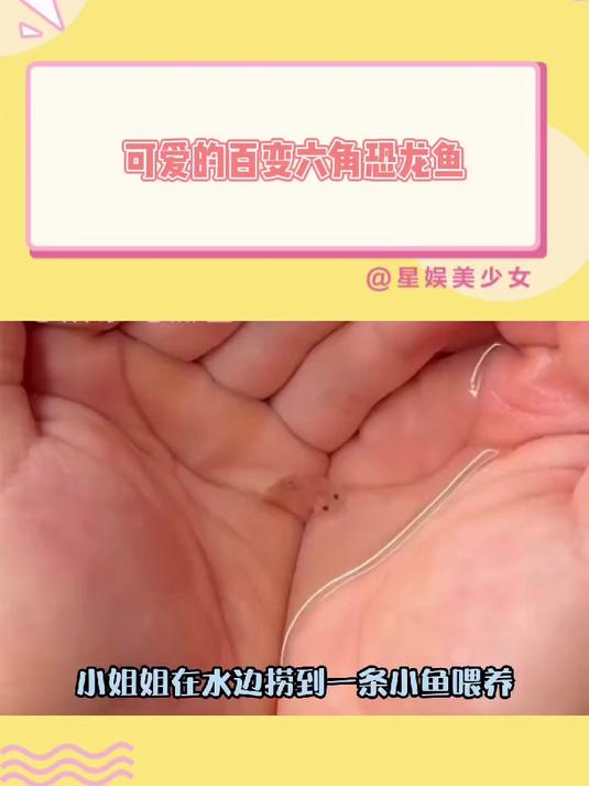 可爱的百变六角恐龙鱼