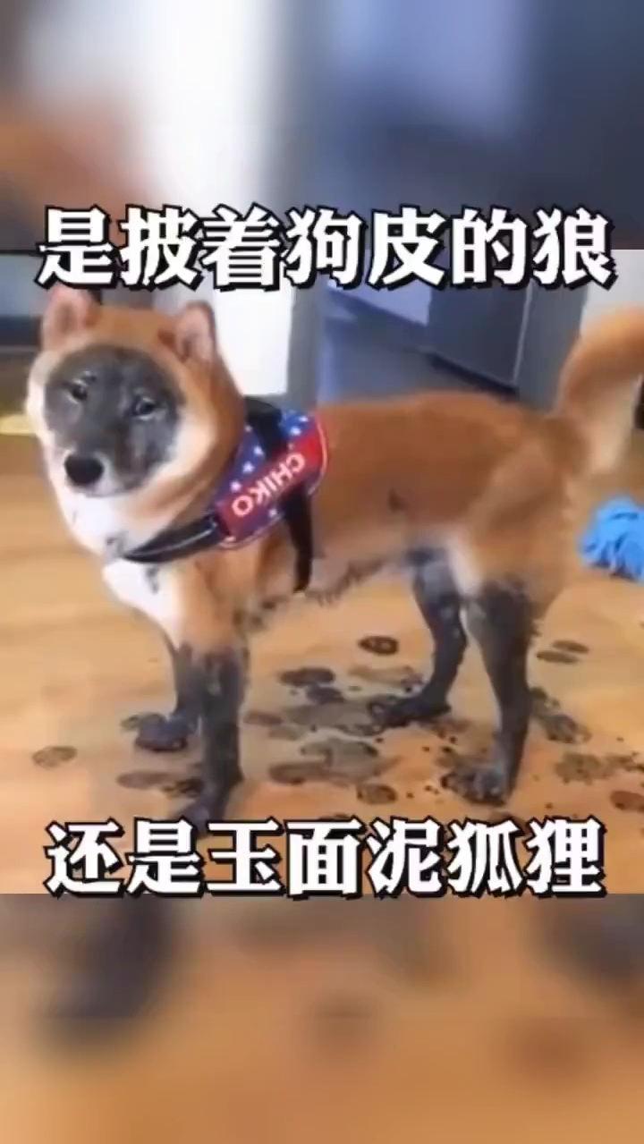 狗肉怎么做才好吃呢