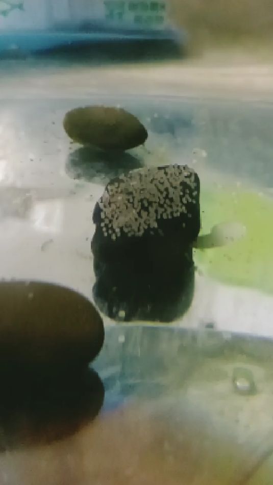 玻利维亚凤凰鱼成长篇