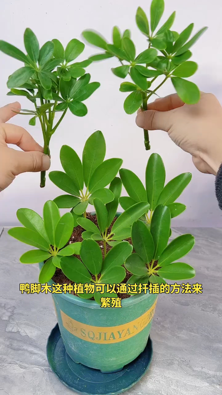 鸭脚木的扦插繁殖