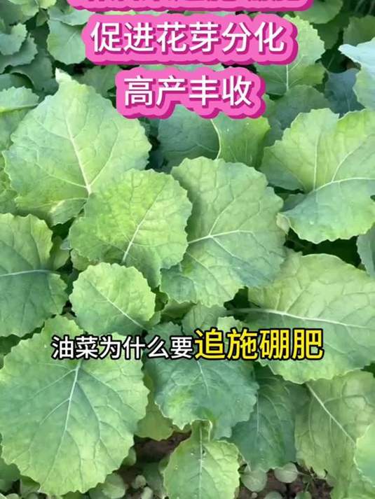 油菜种植施肥诀窍:追施流体硼肥,花芽分化高产