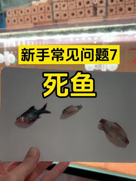 新手养鱼死鱼,五种常见的死法。你是第几种?