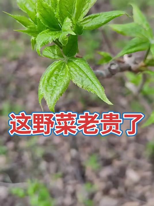 既难找又难采的野菜,刺五加