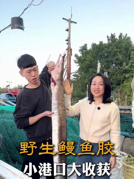 小港口也有大收获！今天开的是本港野生鳗鱼胶