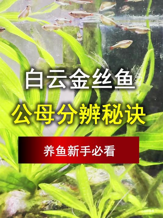 揭秘白云金丝公母分辨秘诀,养鱼新手必看!