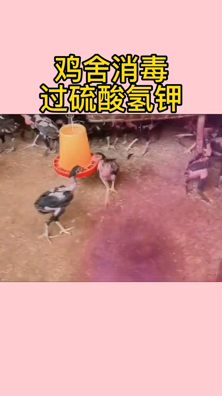 鸡舍消毒用什么最好