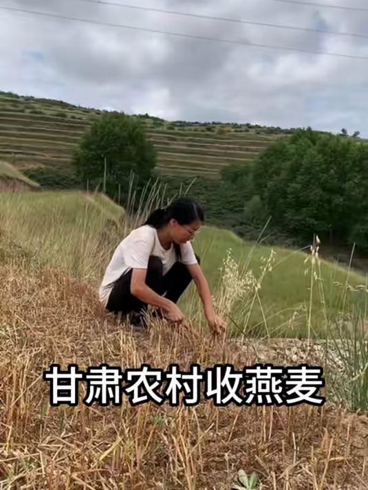 5亩地的燕麦，收割花了500元