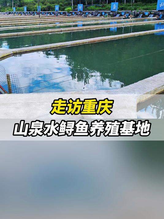 走访重庆山泉水鲟鱼养殖基地