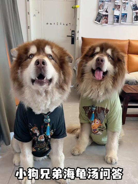 和小狗玩海龟汤 原来我们都比想象中的更爱对方~