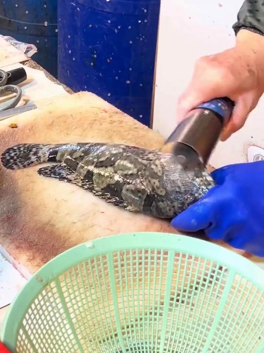 台湾人日常养生,清蒸龙胆石斑鱼家常做法分享