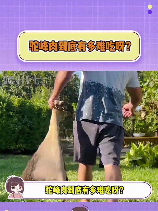 驼峰肉到底有多难吃呀?