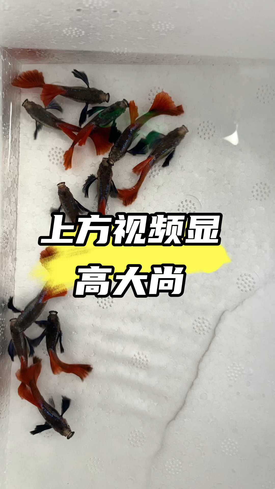 半月尾象耳白金红尾 #观赏鱼 #养鱼日记 #养鱼人  #水族 #孔雀鱼