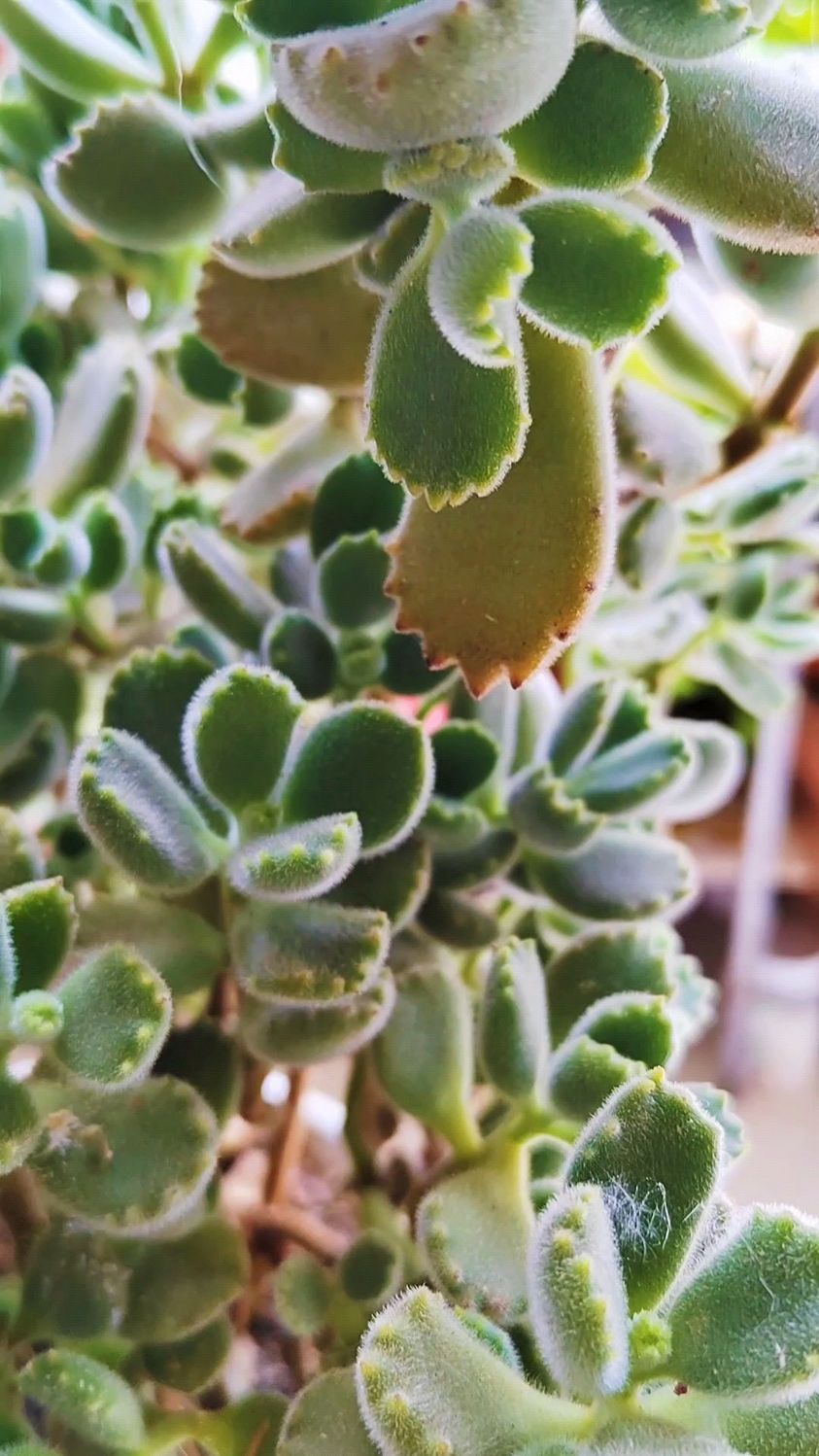 怎么把多肉熊童子变成漂亮的老桩?