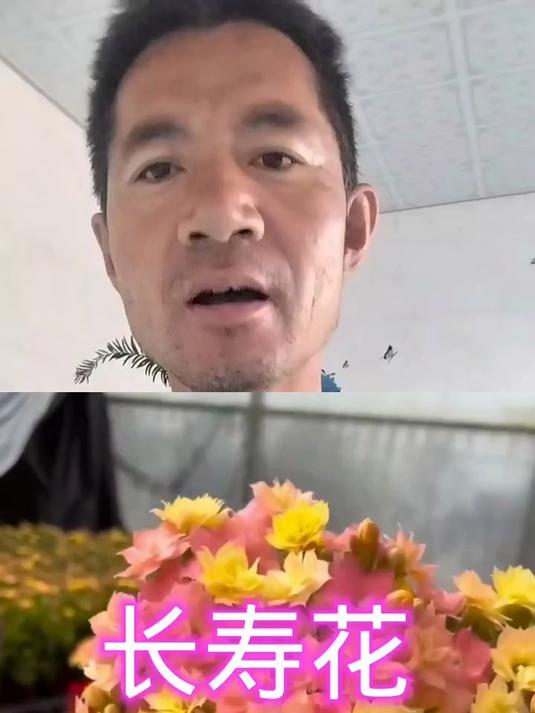 长寿花嫁接多色花