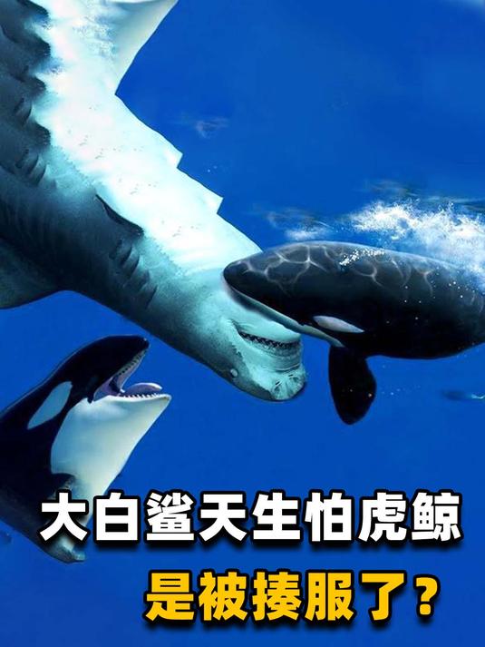 大白鲨看见虎鲸掉头跑?电影里那么凶残,其实鲨鱼有个致命弱点!