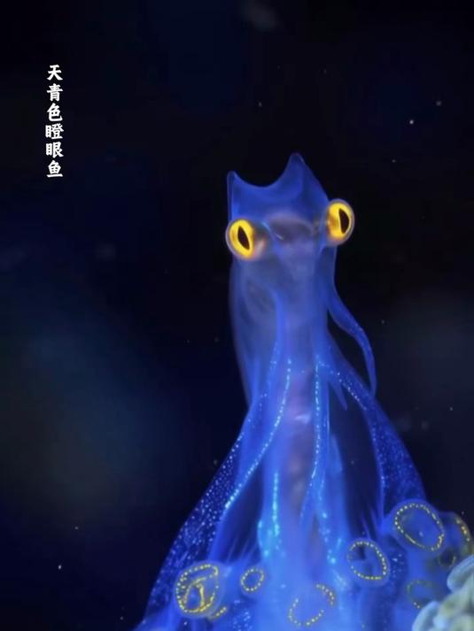 沉浸式赶海，第一视角潜水带你认识19种不一样的海洋生物