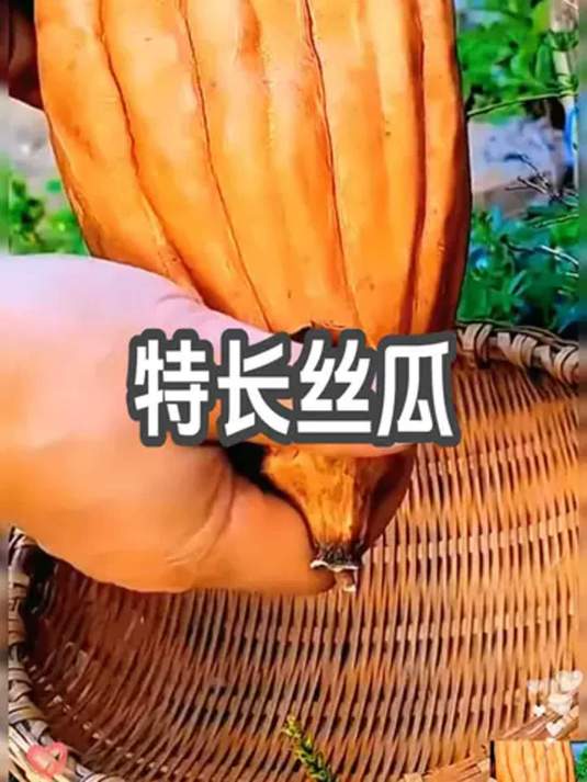 你见过几米长的丝瓜?这在蔬菜种植中可不常见!