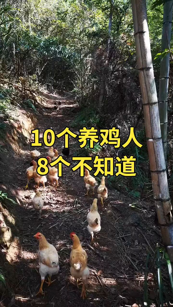 10个养鸡人8个不知道