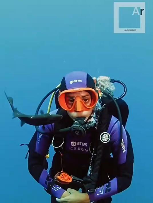 你在潜水的时候又被扳机鱼亲过吗？