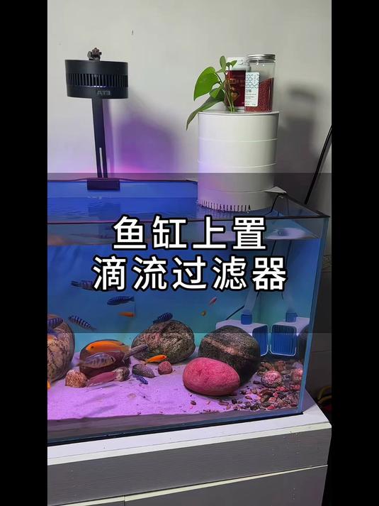 鱼缸上置三层滴流盒周转箱过滤器 鱼缸里的大自然