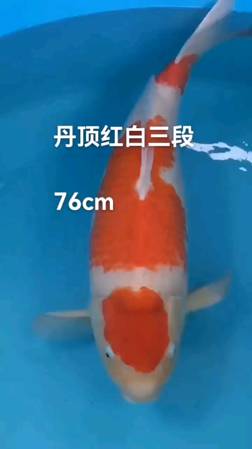 76公分丹顶红白锦鲤,三段红白锦鲤锦鲤,高品质