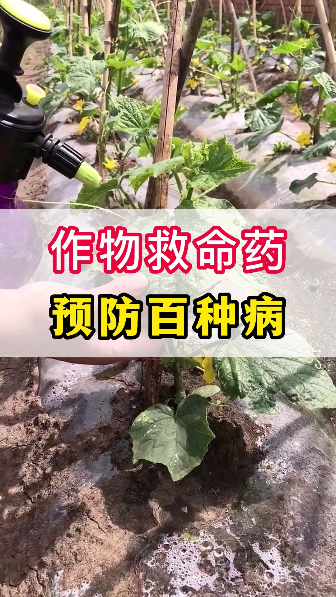 辣椒炭疽病、白菜软腐病、番茄疫病、茄子绵疫病、作物病毒病一次解决