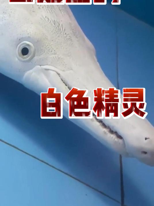 鱼缸里的白色精灵，喜欢可撩