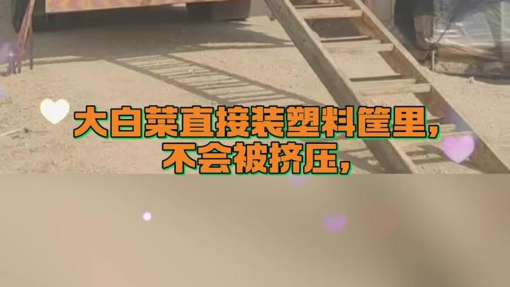 大白菜用塑料筐一装安全得很