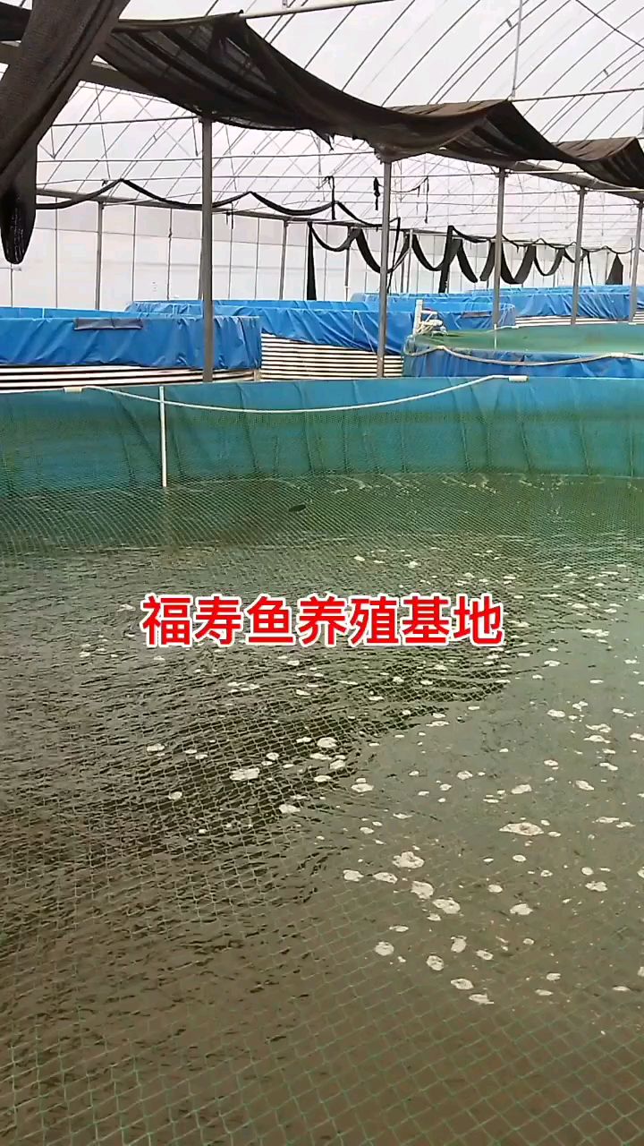 福寿鱼养殖基地实拍